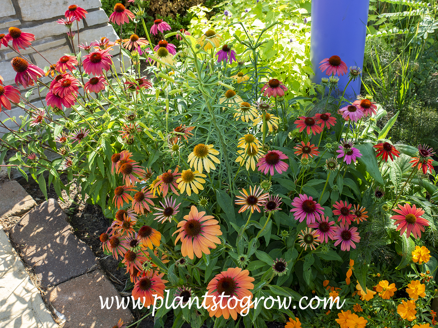 Cheyenne Spirit Coneflower (Echinacea)
A nice planting showing many of this cultivars colors.